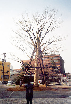 移植後のケヤキ